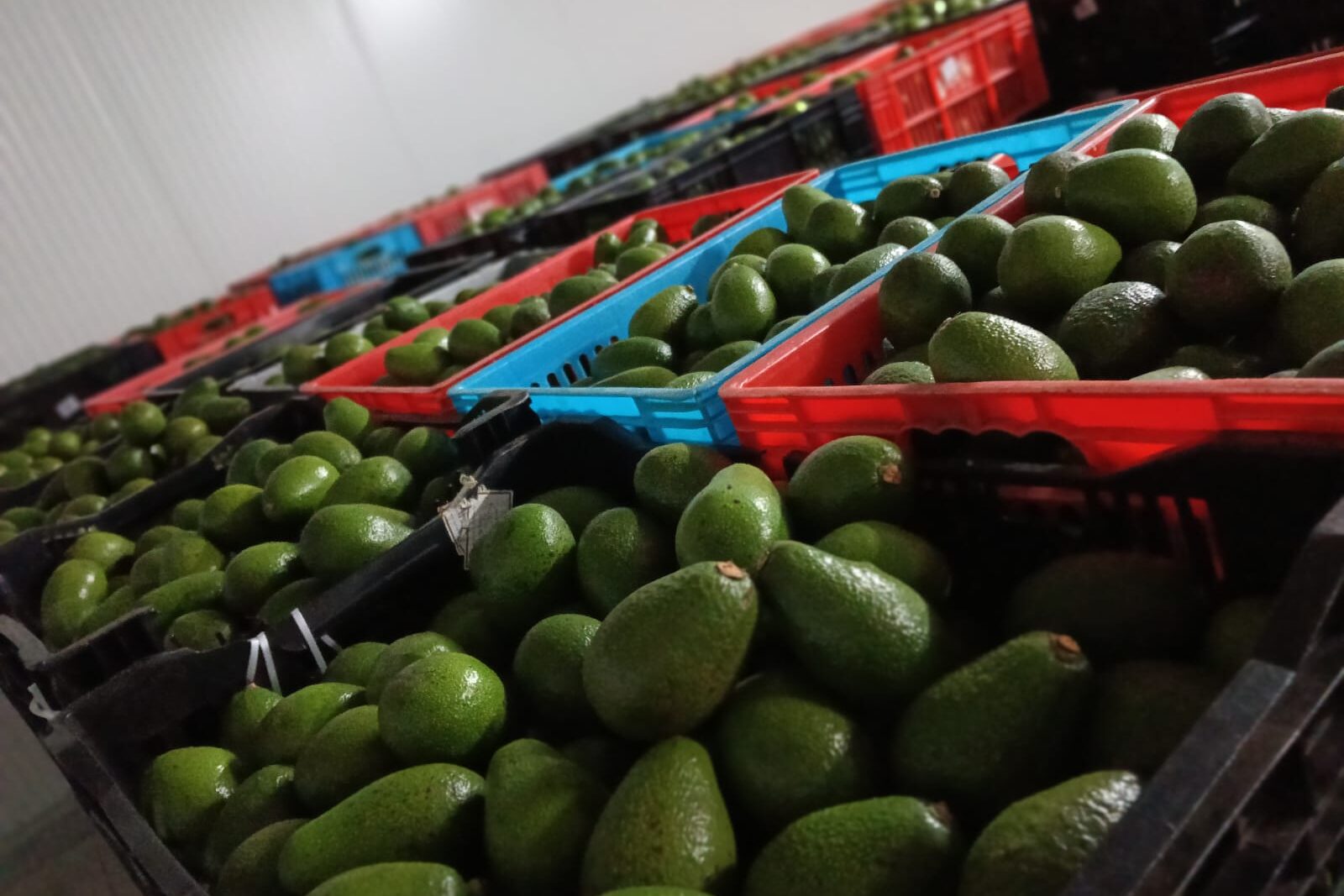 Sorted avocados crated ahead of pressing