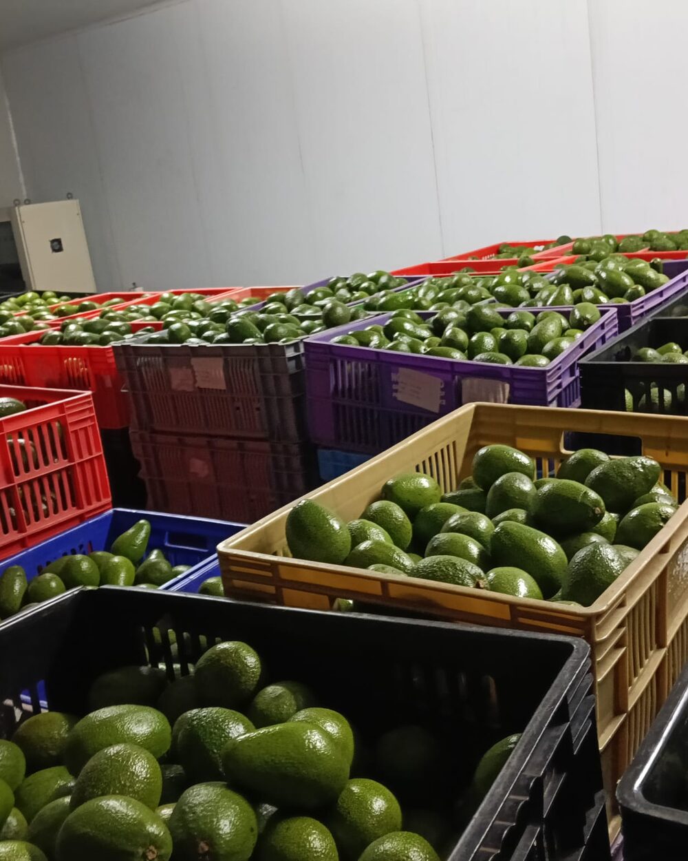 Crates of graded avocados at the Milele intake store