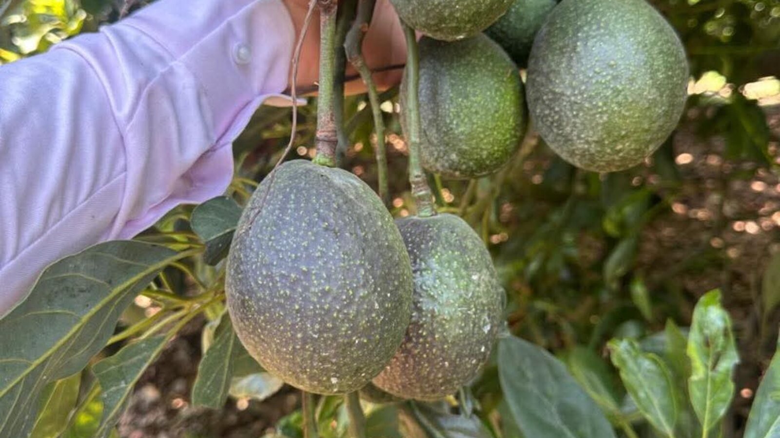 A cluster of avocados being harvested by hand